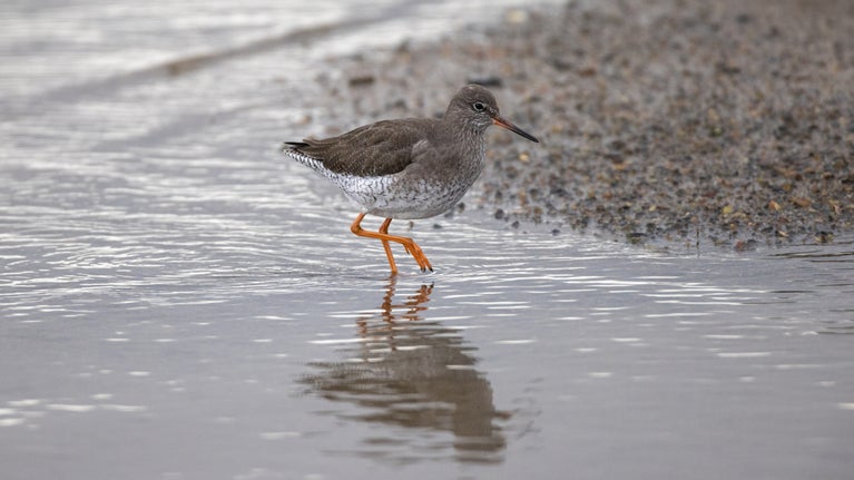 A redshank bird wades on a coastal shoreline